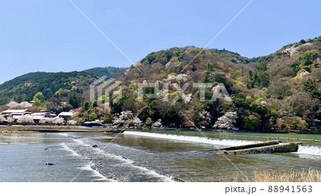 青空に映える新緑と桜の嵐山［嵐山公園/京都市］ 88941563