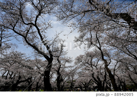 桜 88942005