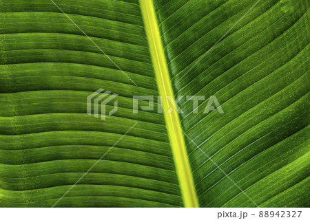 Close-up of green palm leaf Close-up of green palm leaf 88942327