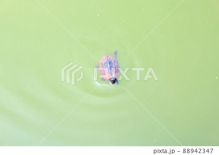 カメラ目線のカメ カメラ目線のカメ 88942347