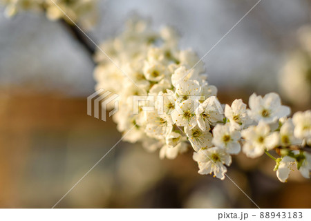 Plum blossom tree in a country garden near a country house Plum blossom tree in a country garden near a country house 88943183