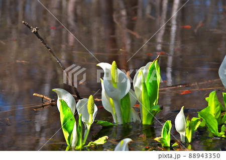 水芭蕉　花 88943350