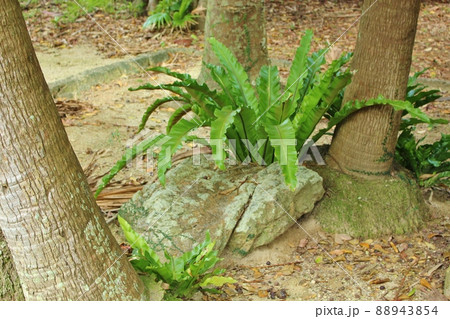 伊是名島　尚円王御庭公園のみほそ所 88943854