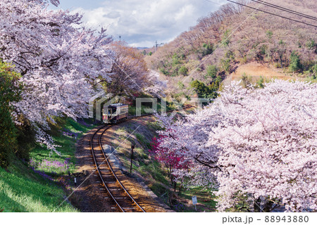 桜満開のわたらせ渓谷鐵道 88943880