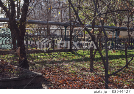 The fallen leaves of the sycamore tree lie on the green grass. Black metal fence in the background. Leafy season. No people. A sunny autumn day. 88944427