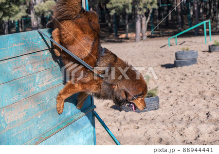 The big red dog breaks the barrier. Tibetan Mastiff jumping over a wooden fence. Dog training for agility and endurance. Outside. Daytime. No people. Part of the series 88944441
