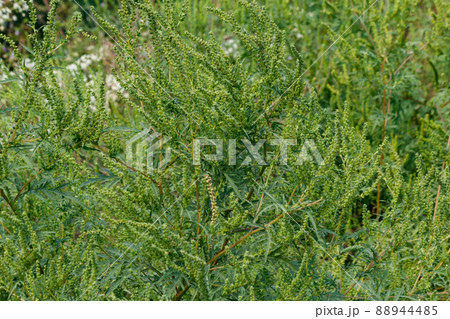 Ragweed plants (Ambrosia artemisiifolia) causing allergy Ragweed plants (Ambrosia artemisiifolia) causing allergy 88944485
