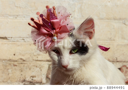 Portrait of beautiful cat wearing crown 88944491