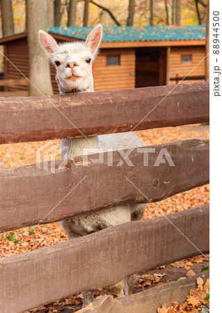 White alpaca (Lama pacos) in a paddock White alpaca (Lama pacos) in a paddock 88944500