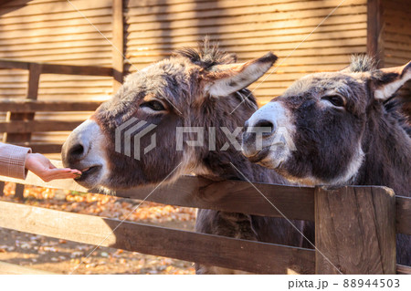 Donkeys in a paddock on farmyard Donkeys in a paddock on farmyard 88944503