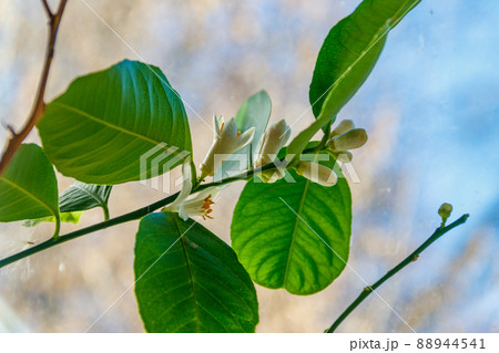Blooming lemon tree on the windowsill in the apartment 88944541