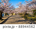 錦帯橋河畔の桜 88944562