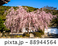 岩国紅葉谷永興寺の枝垂桜 88944564