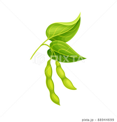 Soybean in Green Pod as Edible Seed of Legume Plant Vector Illustration Soybean in Green Pod as Edible Seed of Legume Plant Vector Illustration 88944699