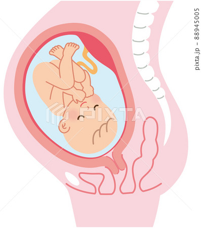 妊娠中の母体の仕組み 赤ちゃん 出産のイラスト素材