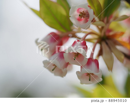 愛らしいコヤスドウダン 88945010