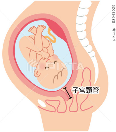 妊娠中の母体の仕組み 赤ちゃん 出産のイラスト素材