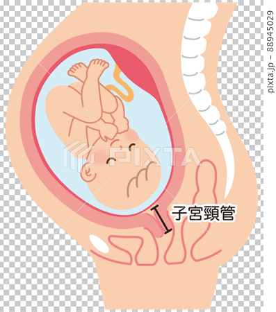 媽媽在懷孕期間的機制 嬰兒出生 88945029