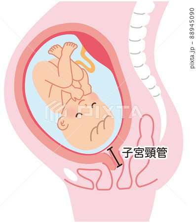 妊娠中の母体の仕組み　赤ちゃん　出産 88945090