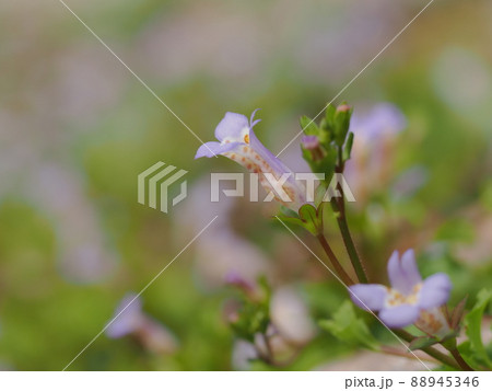 小さな紫のカワセミソウ 88945346