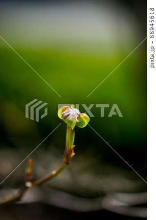 総苞片(そうほうへん)が展開前の花水木 88945618