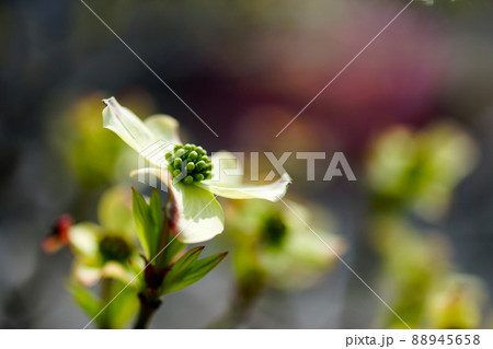 花水木 花水木 88945658