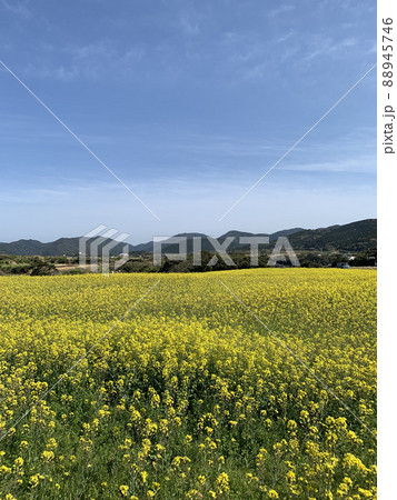 Rape blossoms in Uotsugasaki Park, Goto Islands - Stock Photo