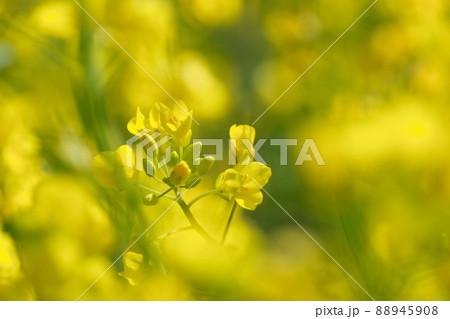菜の花 菜の花 88945908