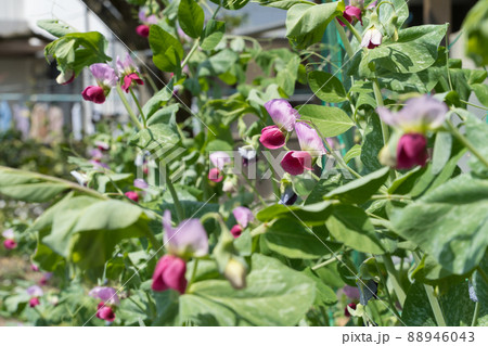 えんどう豆の花の写真素材