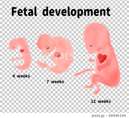 Baby's growth process in early pregnancy 88946104