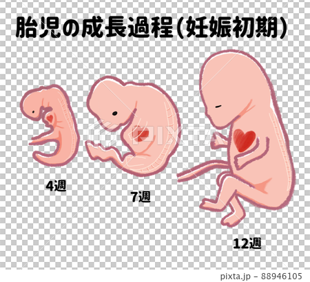 Baby's growth process in early pregnancy (Japanese) Baby's growth process in early pregnancy (Japanese) 88946105