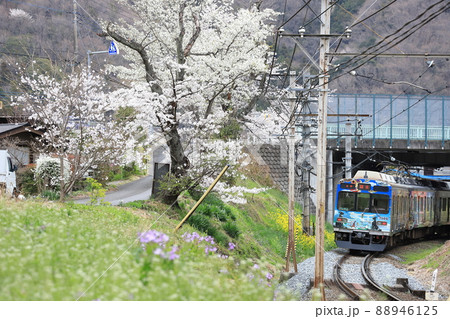 秩父鉄道「桜咲く長閑な沿線風景と電車」 88946125