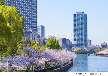 大川沿いの桜並木 源八橋方面 大川沿いの桜並木 源八橋方面 88946129