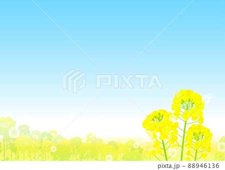 菜の花畑と青空の風景 88946136