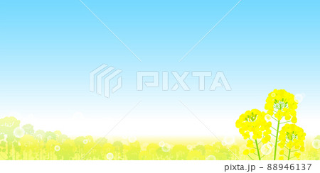 菜の花畑と青空の風景 88946137
