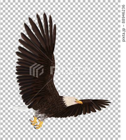 ハクトウワシ 白頭鷲のイラスト素材
