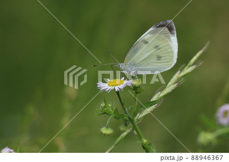 吸蜜中のモンシロチョウ 吸蜜中のモンシロチョウ 88946367