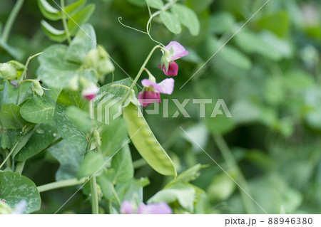 えんどう豆と花 えんどう豆と花 88946380