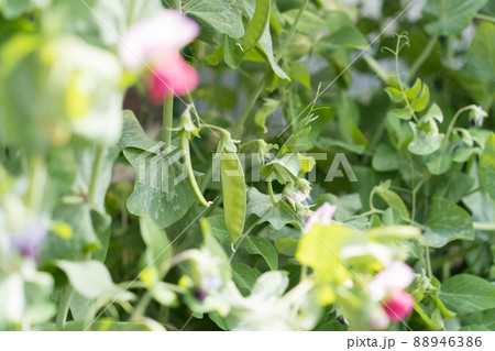 えんどう豆と花 えんどう豆と花 88946386