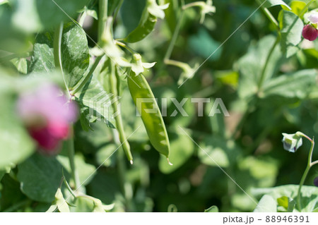 えんどう豆と花 88946391