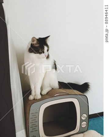 猫　可愛い　ゴージャス　屋内　動物 88946411