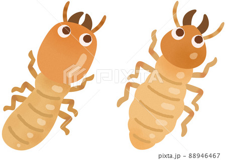 ヤマトシロアリとイエシロアリ(兵蟻) ヤマトシロアリとイエシロアリ(兵蟻) 88946467