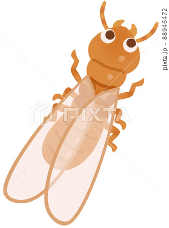 イエシロアリの羽アリ 88946472