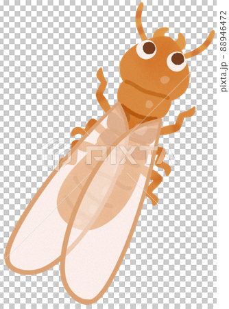 イエシロアリの羽アリ 88946472