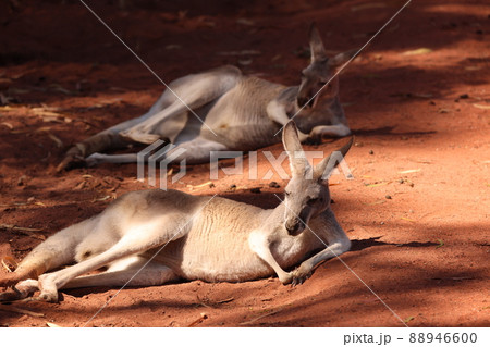 オーストラリア夏の暑さにだらけきったカンガルー 88946600