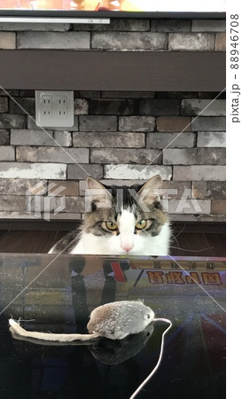 猫　可愛い　ゴージャス　屋内　動物　自然 88946708