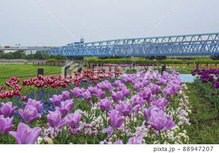 荒川河川敷 虹の広場の風景 荒川河川敷 虹の広場の風景 88947207