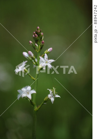 ミツガシワ 88947242