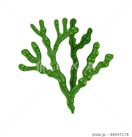Seaweed Flat Illustration 88947278
