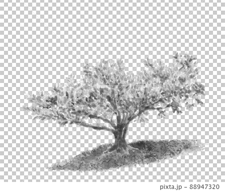 一本のビワの大木 モノトーン【水墨画風水彩画】白バック 透過背景 コピースペース 88947320